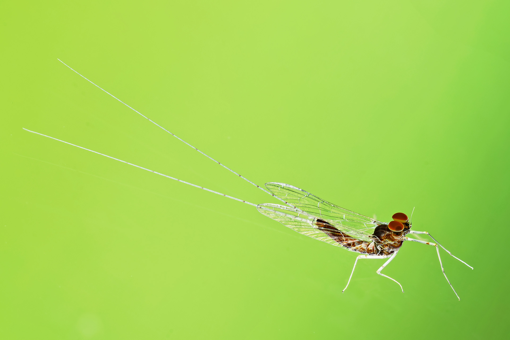Eintagsfliege auf Fensterscheibe
